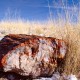 Fossilized_wood_at_Petrified_Forest